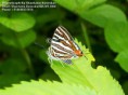 /album/beautiful-butterflies/butterfly-6-photograph-by-shantanu-kuveskar-jpg/